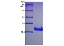 sds page 601 10 2 - Recombinant Human Cyclin-Dependent Kinase Inhibitor 2A, Isoform 1 (rHup16-INK4a) CAS 601-10-1816