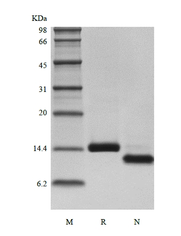 sds-page-601-13