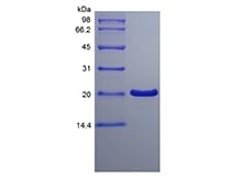 sds-page-601-14