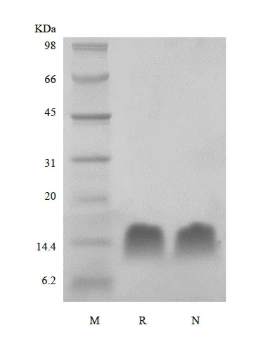 sds-page-601-20