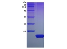 sds-page-601-22