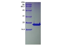 sds-page-601-24