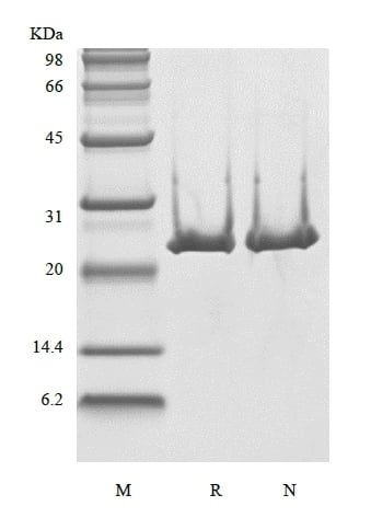 SDS-PAGE of Recombinant Human B-cell Lymphoma 2
