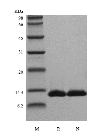 sds page 602 26 2 - Recombinant Human Apolipoprotein-Serum Amyloid A1 (rHuApo-SAA1) CAS 602-26-1816