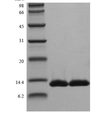 sds page 602 26 3 342x400 - Recombinant Human Apolipoprotein-Serum Amyloid A1 (rHuApo-SAA1) CAS 602-26-1816