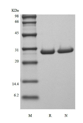 sds-page-603-03