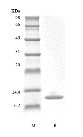 sds-page-621-03