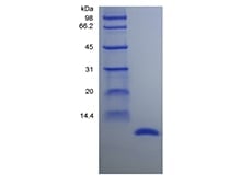 sds-page-641-03
