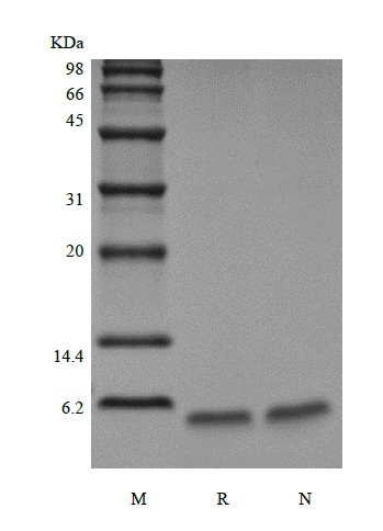 sds page 651 01 4 - Recombinant Exendin-4 (rExendin-4) CAS 651-01-1816
