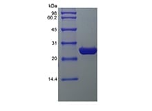sds-page-6H1-38