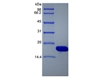 sds page 6Z1 01 3 - Recombinant Single-stranded DNA Binding Protein (rSSB) CAS 6261-01-1816