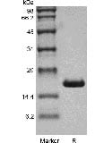 sds page GMP 101 01A 7 - Human IL-12B/p40/NKSF2 Protein, Accession: P29460