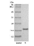sds-page-GMP-101-02