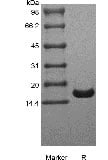 sds page GMP 101 07 7 - Human IL-12B/p40/NKSF2 Protein, Accession: P29460