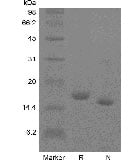 sds-page-GMP-101-10