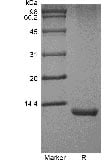 sds page GMP 101 15 7 - Human IL-12B/p40/NKSF2 Protein, Accession: P29460