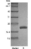 sds page GMP 103 05 7 - Human IL-12B/p40/NKSF2 Protein, Accession: P29460
