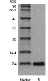sds page GMP 105 04 7 - Human IL-12B/p40/NKSF2 Protein, Accession: P29460