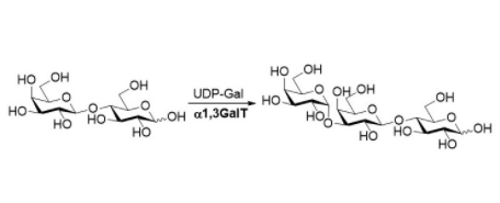 Structure of α13 galactosyltransferase CAS UENA 0205 - Recombinant Trypsin/Lys C Mix (sequencing) CAS UENA-0225