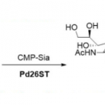 Structure of α2 6 sialyltransferase CAS UENA 0215 150x150 - Tenofovir disoproxil fumarate CAS 202138-50-9