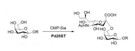 Structure of α2 6 sialyltransferase CAS UENA 0215 - Recombinant Lysyl Edopeptidase CAS 72561-05-8