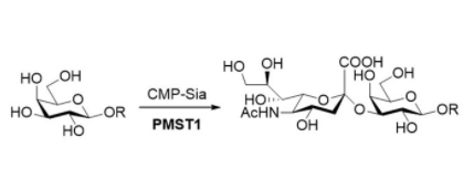 Structure of α23 sialyltransferase CAS UENA 0214 - Recombinant Lysyl Edopeptidase CAS 72561-05-8