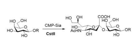 Structure of α28 sialyltransferase CAS UENA 0213 - Recombinant Lysyl Edopeptidase CAS 72561-05-8