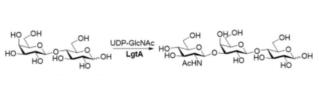 Structure of β13 N acetylhexaminyltransferase CAS UENA 0212 - Recombinant Lysyl Edopeptidase CAS 72561-05-8