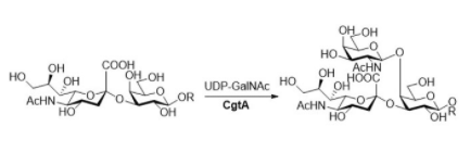 Structure of β14 N acetylgalactosaminyltransferase CAS UENA 0208 - Recombinant Trypsin/Lys C Mix (sequencing) CAS UENA-0225