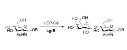 Structure of β14 galactosyltransferase CAS UENA 0211 - Recombinant Lysyl Edopeptidase CAS 72561-05-8