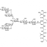 Structure of Asialo Sialylglycopeptide CAS 361443-81-4