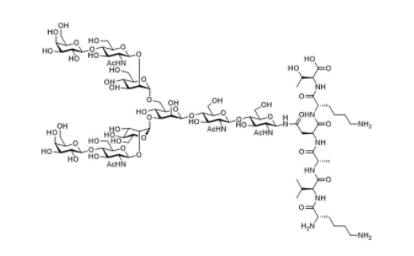 Structure of Asialo Sialylglycopeptide CAS 361443 81 4 - Ac3GlcNacProN3 CAS 361154-30-551