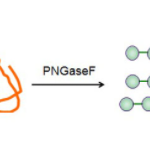 Structure of Glycopeptidase CAS UENA-0200