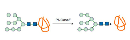Structure of Glycopeptidase CAS UENA-0200