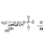 Structure of L-fucokinase-GDP-fucose pyrophos-phorylase CAS UENA-0202