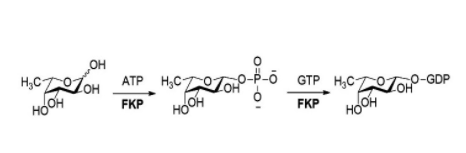 Structure of L fucokinase GDP fucose pyrophos phorylase CAS UENA 0202 - Recombinant Trypsin/Lys C Mix (sequencing) CAS UENA-0225