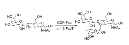 Structure of α-1,3-fucosyltransferase <span class="caps">CAS</span> <span class="caps">UENA-0204</span> Structure of α-1,3-fucosyltransferase CAS UENA-0204