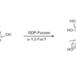 Structure of α1,2-fucosyltransferase CAS UENA-0203