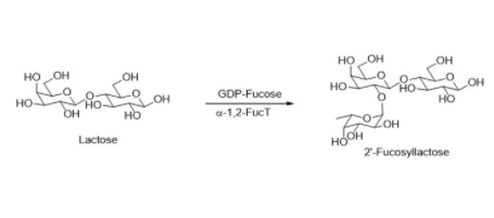 Structure of α1,2-fucosyltransferase CAS UENA-0203