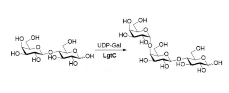 Structure of α1,4-galactosyltransferase CAS UENA-0210