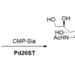 Structure of α2 6-sialyltransferase CAS UENA-0215