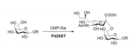 Structure of α2 6-sialyltransferase CAS UENA-0215