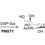 Structure of α2,3-sialyltransferase CAS UENA-0214