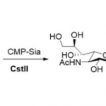Structure of α2,8-sialyltransferase CAS UENA-0213