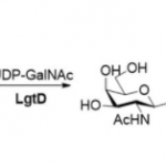 Structure of β1,3-N-acetylgalactosaminyltransferase CAS UENA-0209