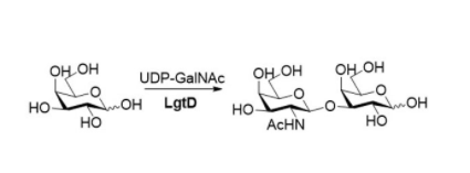 Structure of β1,3-N-acetylgalactosaminyltransferase CAS UENA-0209