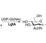 Structure of β1,3-N-acetylhexaminyltransferase CAS UENA-0212
