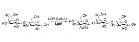 Structure of β1,3-N-acetylhexaminyltransferase CAS UENA-0212