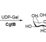 Structure of β1,3-galactosyltransferase CAS UENA-0207