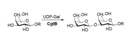 Structure of β1,3-galactosyltransferase CAS UENA-0207